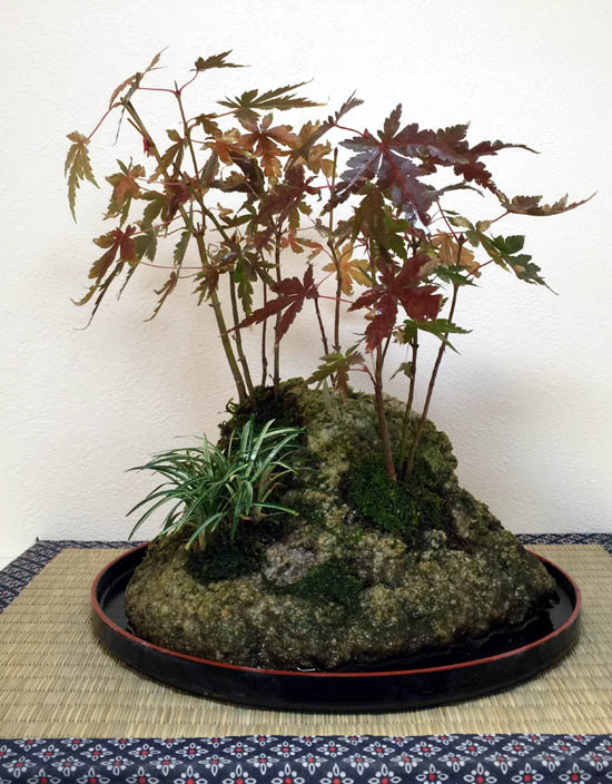 自然石付きもみじ，盆栽，盆景，どっしりと見応えあり！