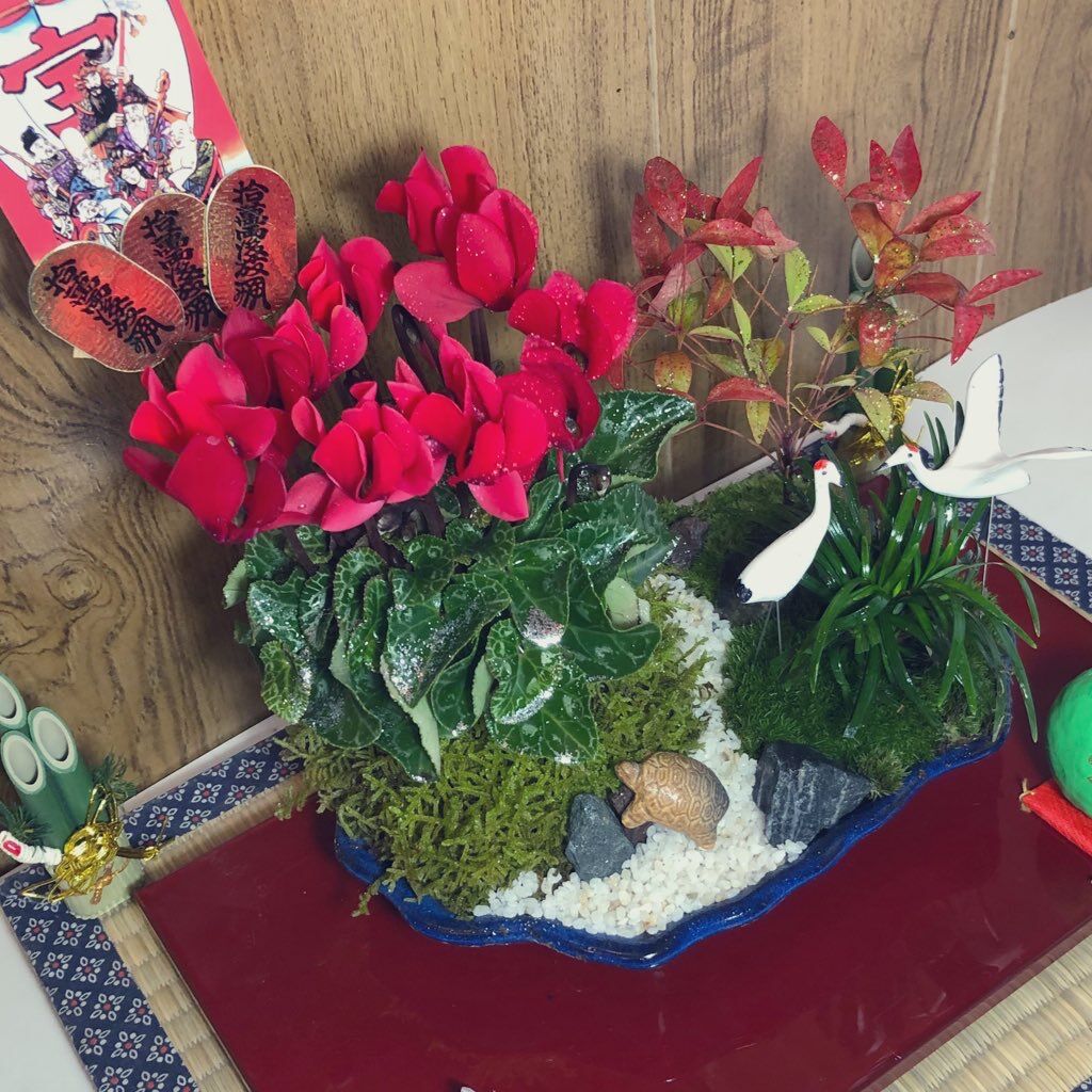 21年お正月に飾る寄せ植え 苔玉こけっぴの緑花星 21年お正月に飾る寄せ植え 苔玉こけっぴの緑花星