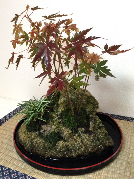 値下げ 盆栽 石付 通天もみじ6/5 - arborconnect.co.nz