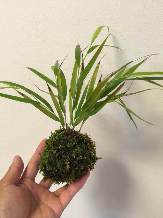 苔の葉刈り 苔玉こけっぴの緑花星