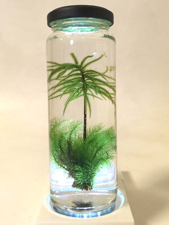 ハーバリウムでははく 愛の水中花では駄目ですか 苔玉こけっぴの緑花星 ハーバリウムでははく 愛の水中花では駄目ですか 苔玉こけっぴの緑花星
