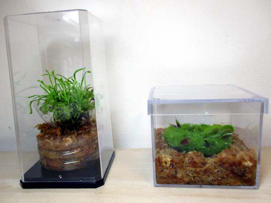 食虫植物のハエトリソウとモウセンゴケ 苔玉こけっぴの緑花星