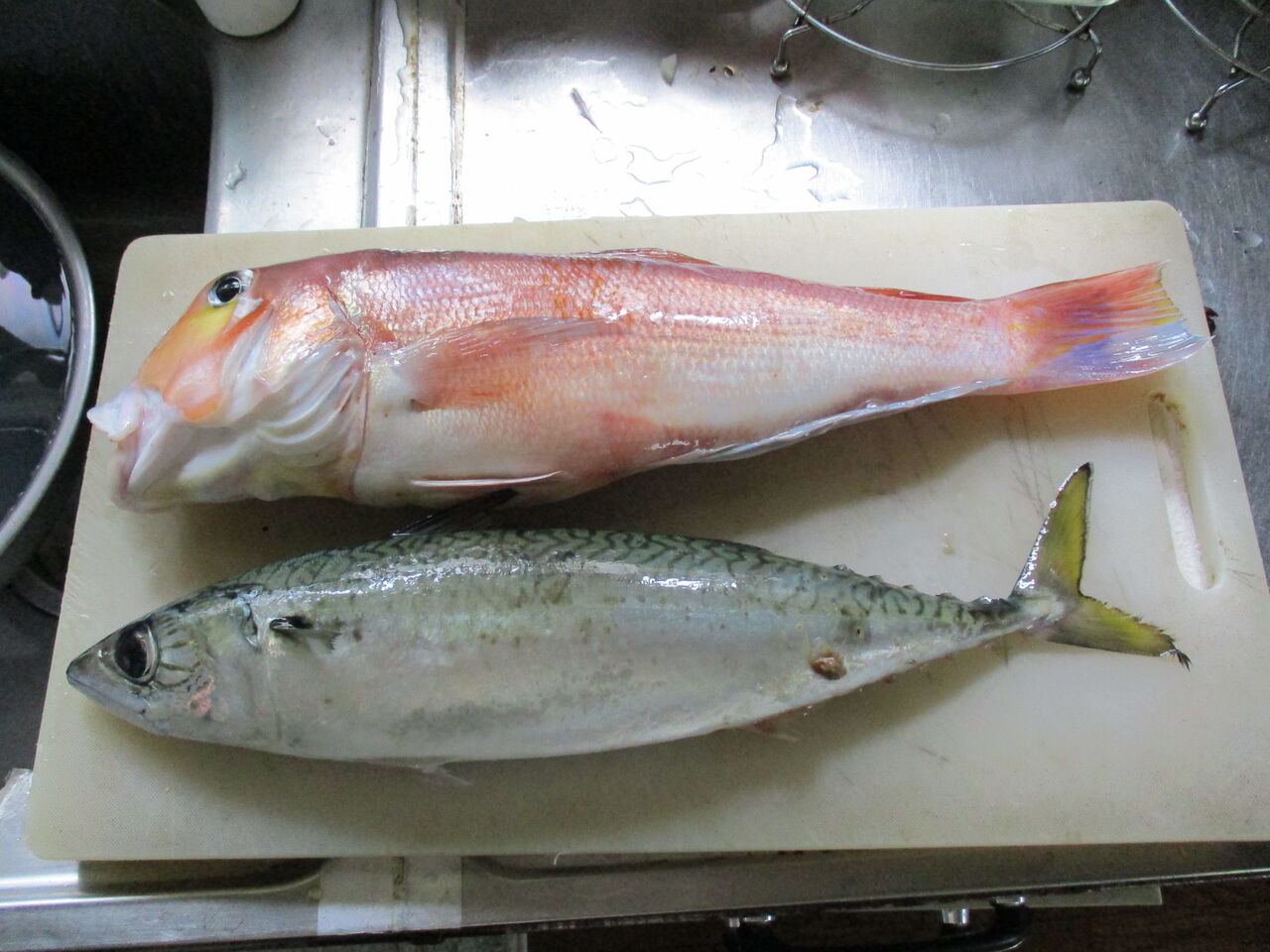 アマダイ釣りました りょうにいさんの農夫奮闘記 アマダイ釣りました りょうにいさんの農夫奮闘記