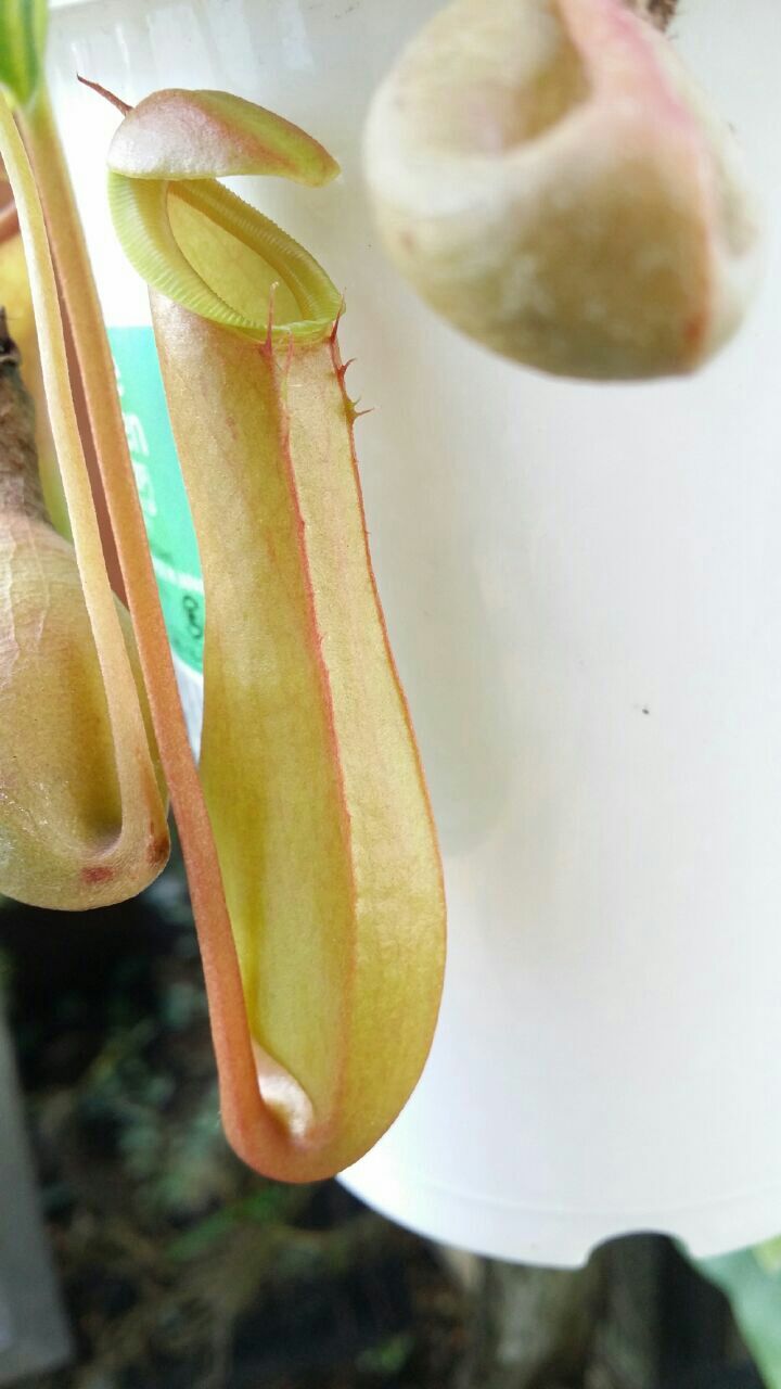 ネペンテス 変ないきもの