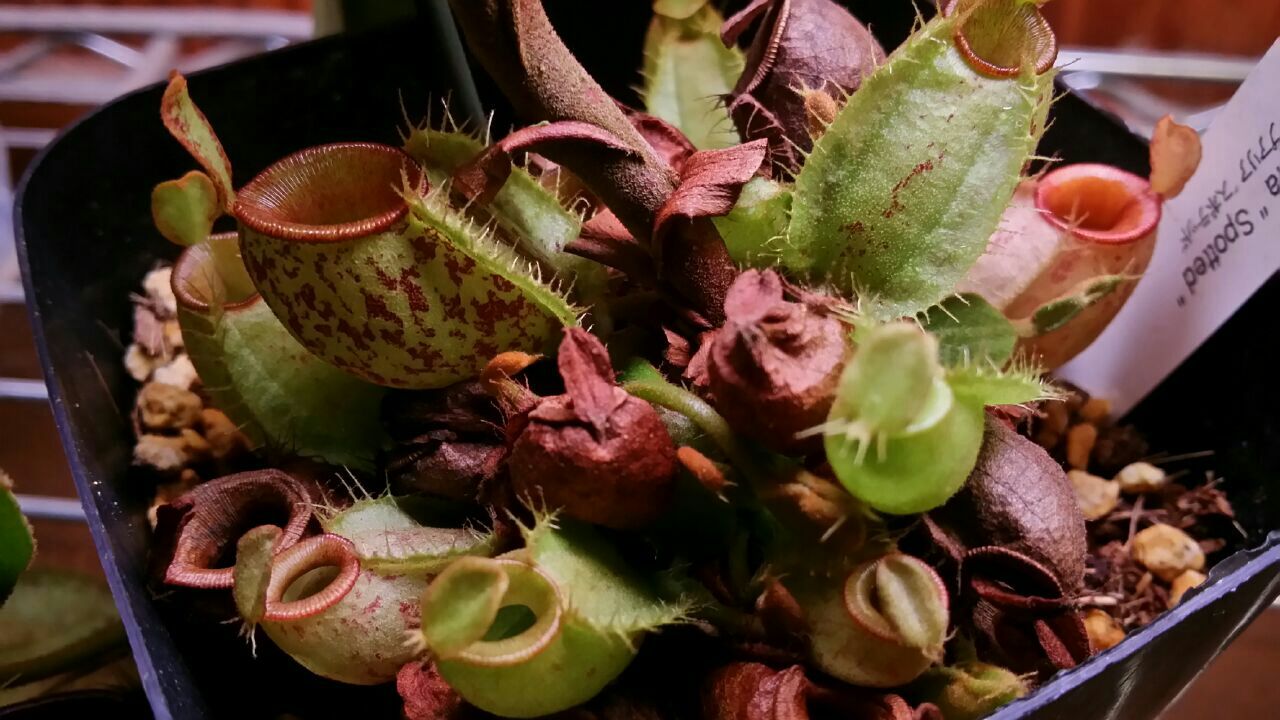 ネペンテス 変ないきもの