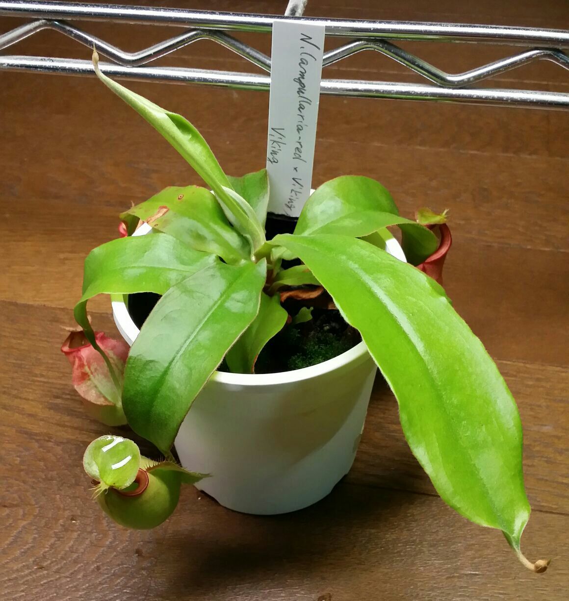 ネペンテス 変ないきもの