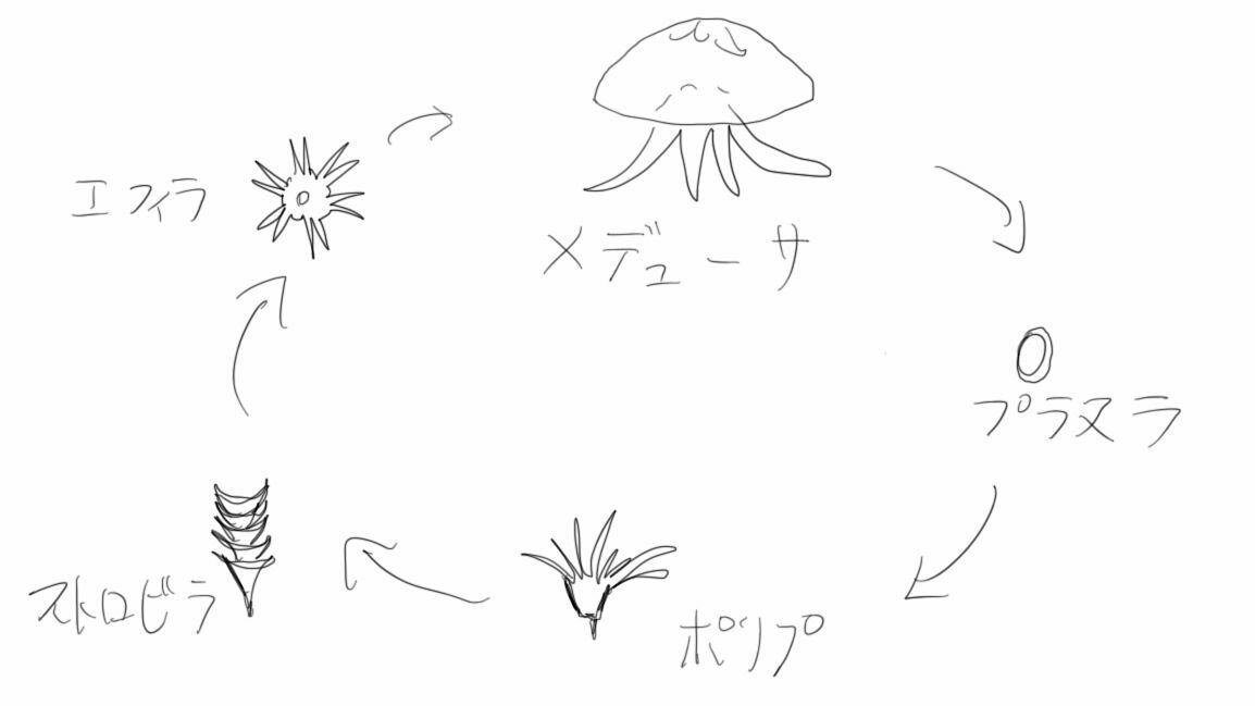 クラゲのいる生活 変ないきもの クラゲのいる生活 変ないきもの