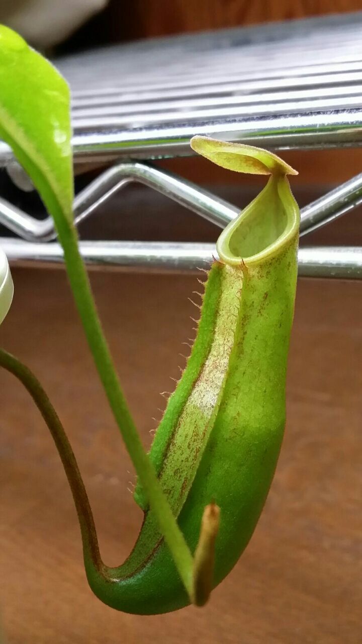 ネペンテス 変ないきもの