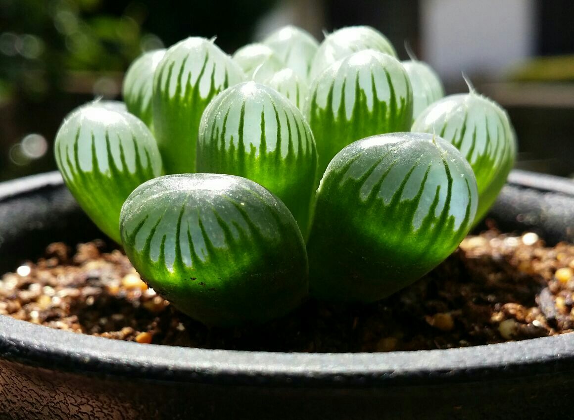 宝石と呼ばれた植物 変ないきもの