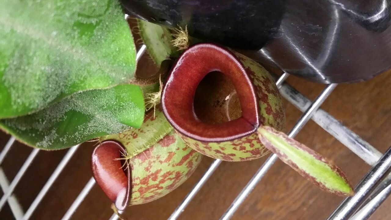 ネペンテス 変ないきもの