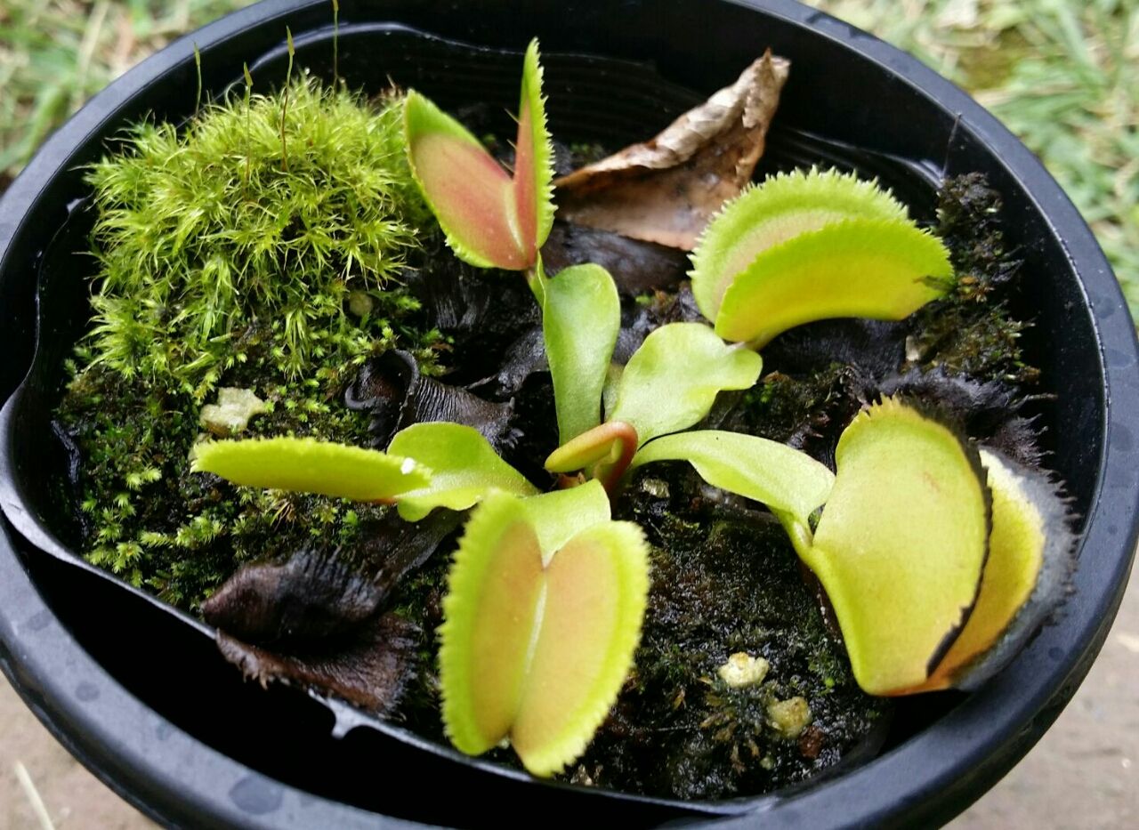 植物 変ないきもの 植物 変ないきもの