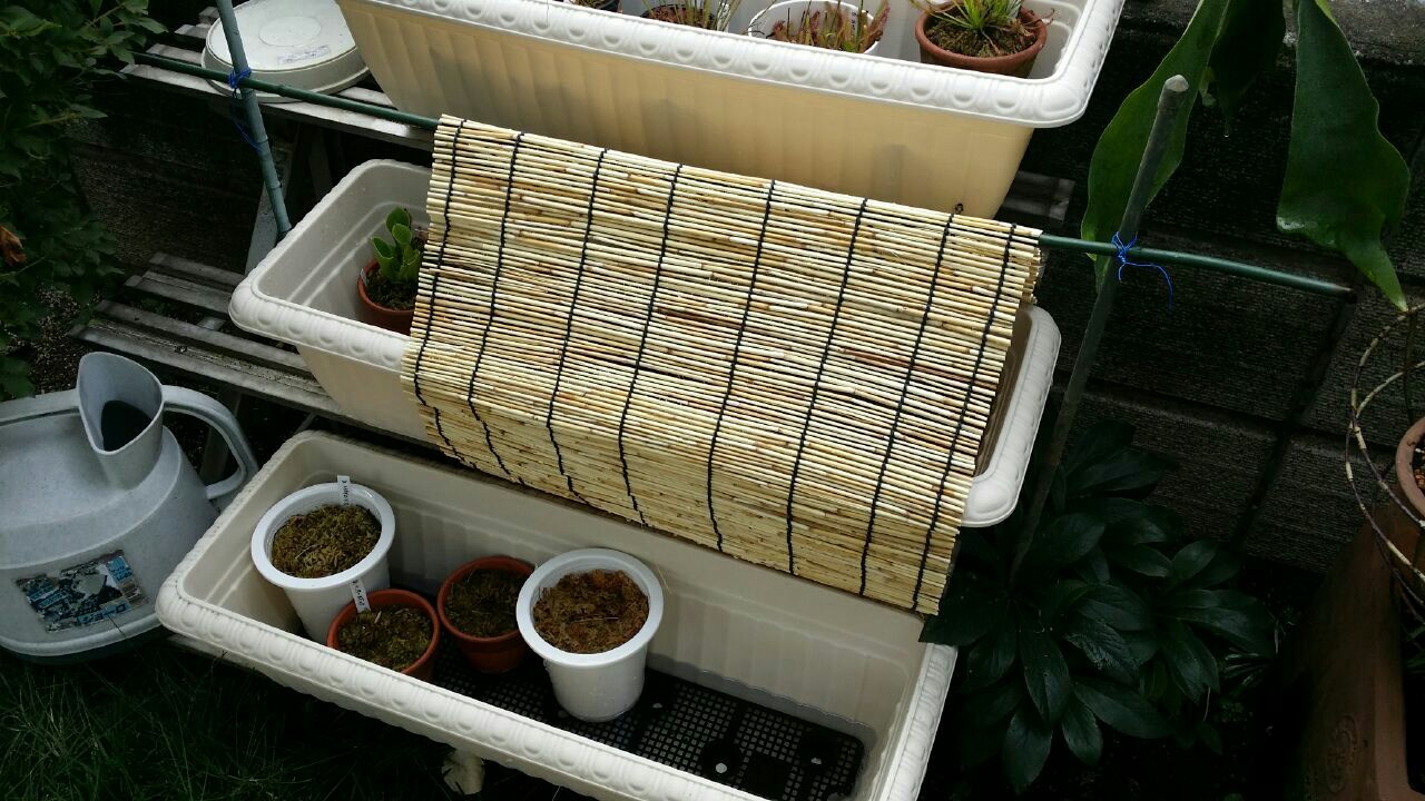 植物 変ないきもの 植物 変ないきもの