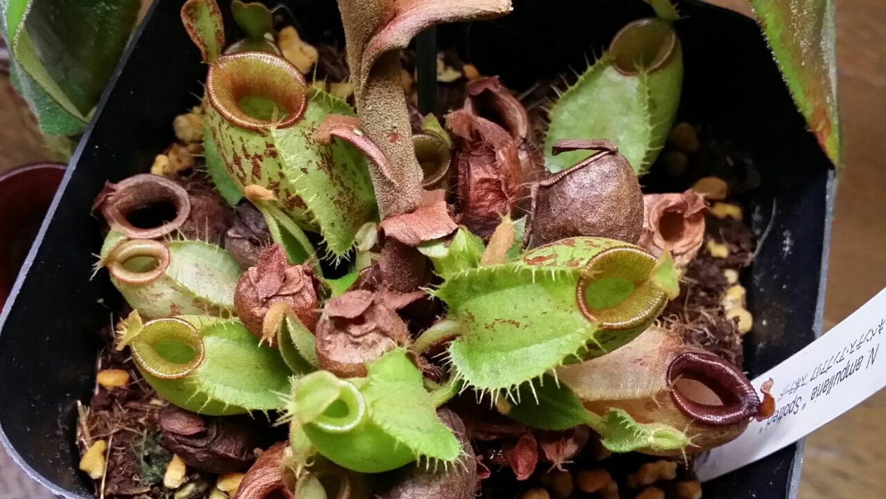 ネペンテス 変ないきもの