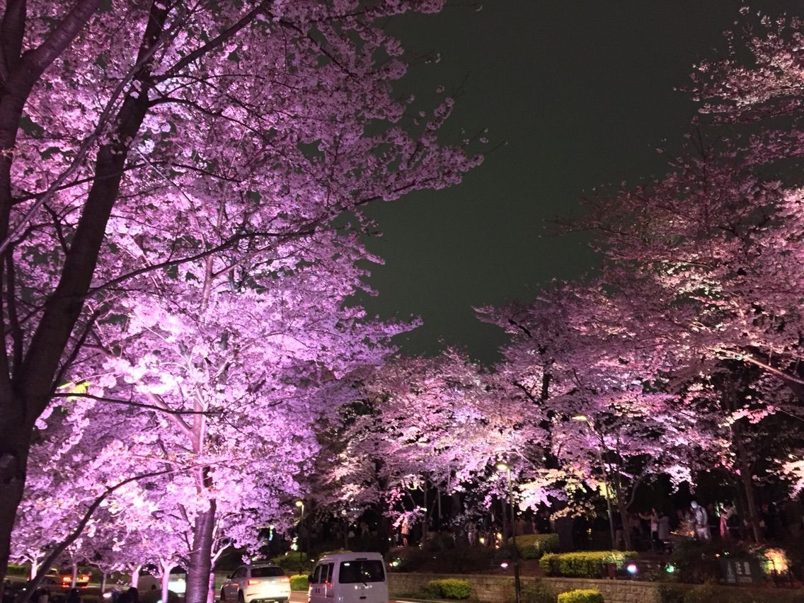 東京夜桜巡りライドに行ってきました ディスクロードバイク日記