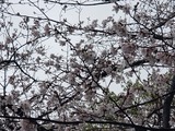 3月25日南区南本町自治会&彩の街南浦和商店会のお花見会3