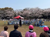 3月29日市民公園の桜まつり2