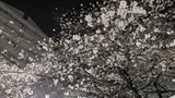 3月27日南区白幡商店会と南浦和商店会のお花見会3