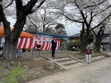 4月6日戸田市・新田口公園リニューアル記念お花見会、美女木6丁目町会の桜を愛でる会4