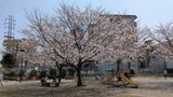 3月29日南区辻三丁目自治協力会のお花見会2