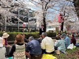 3月28日蕨市南町さくらまつり・旭町3丁目のお花見会3