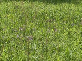 4月14日桜区さくら草まつり6