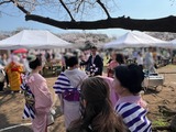 3月29日市民公園の桜まつり8