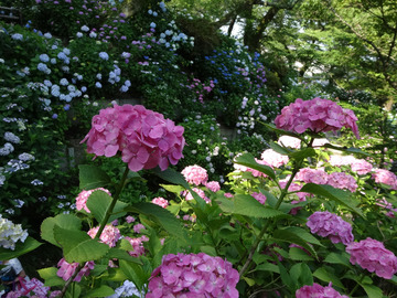 矢田寺-3