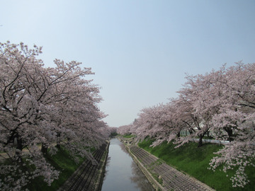 佐保川の桜　20180402