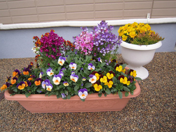 2012-4 お花-3