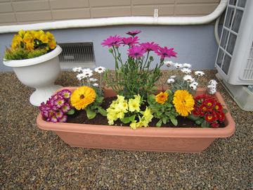 2012-4 お花-2