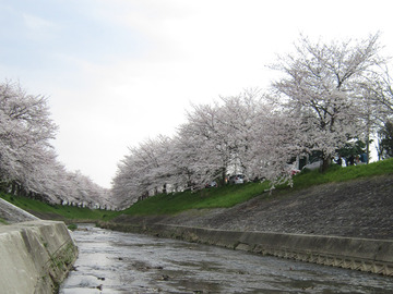 2012-4 佐保川