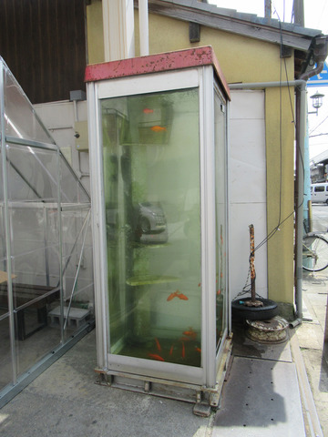 金魚ボックス 20180402