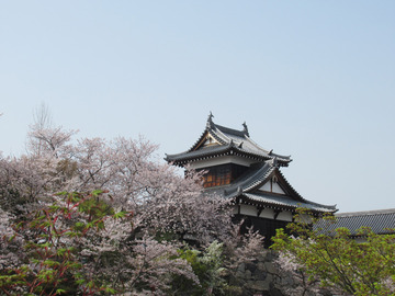 郡山城跡の桜　20180402