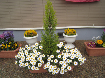 2012-4 お花-4