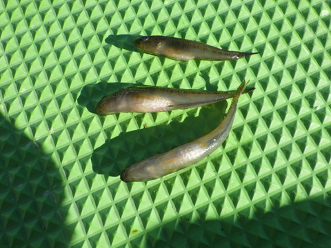 RIMG4673-1536x1152