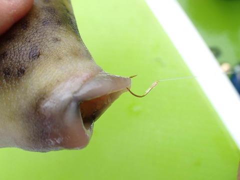P8010043