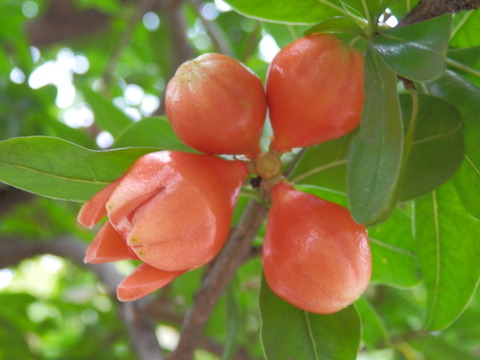 P6200036
