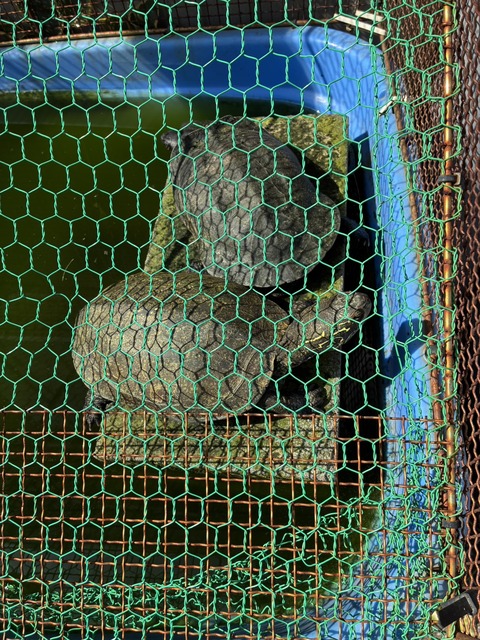 S__21659655_0