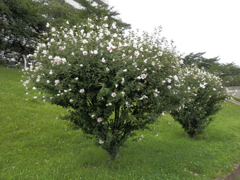 P7200027