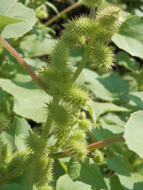 P9050048