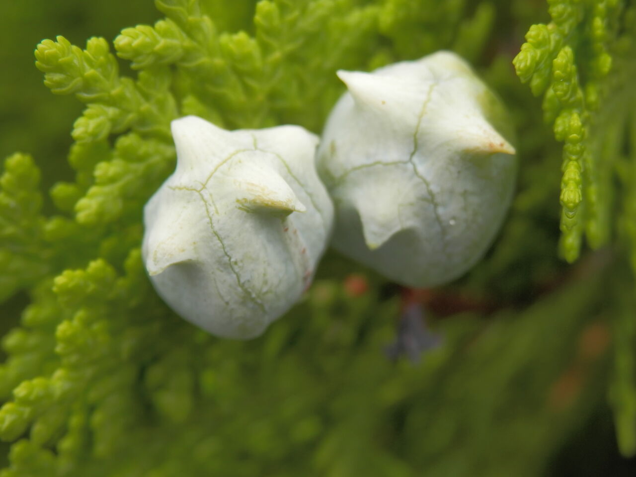 荒川沿いの花はどうだろう 林良一ブログ Ryo S Method