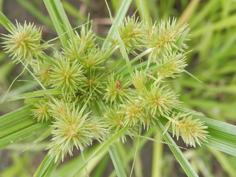 P7210075