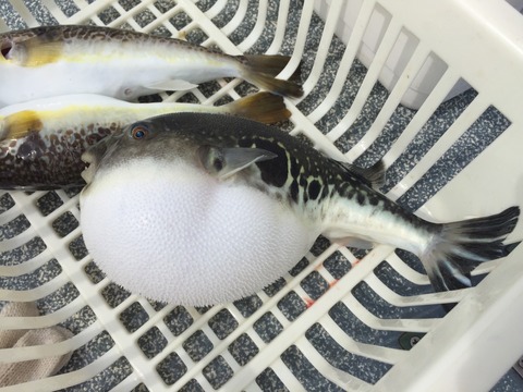 PD1-1494140404-2-250