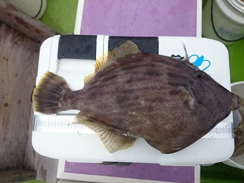 13349123_1015719475143515_64104789_n