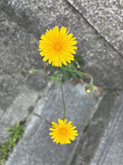 S__21930027_0
