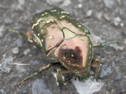 P7210026