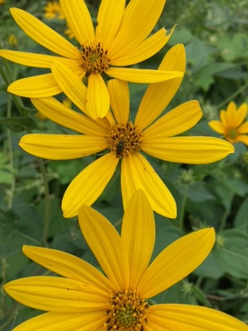 image11