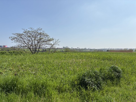 S__21659695_0