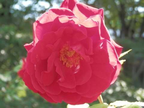 P6200008