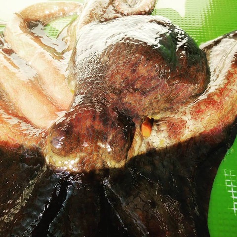 47176350_1954285767996422_4652725285639159808_n